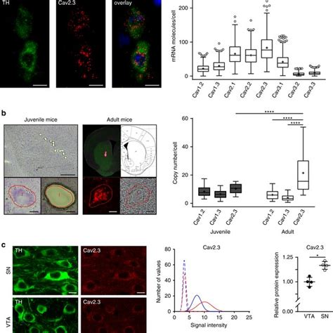 Lower Ncs 1 Protein Expression In Human Ipsc Derived Dopaminergic