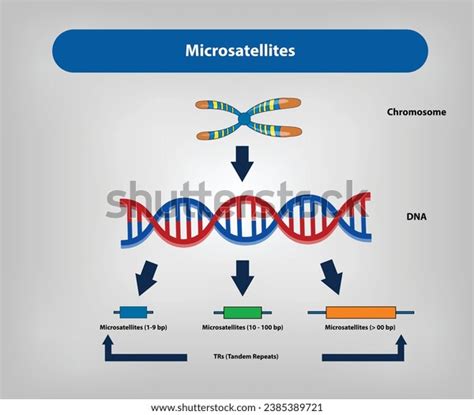 Microsatellite Instability Over 1 Royalty Free Licensable Stock