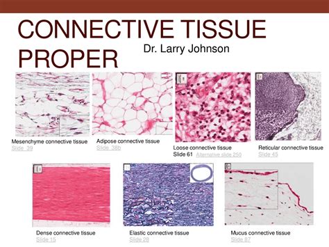 Connective Tissue Histology Labeled - vrogue.co