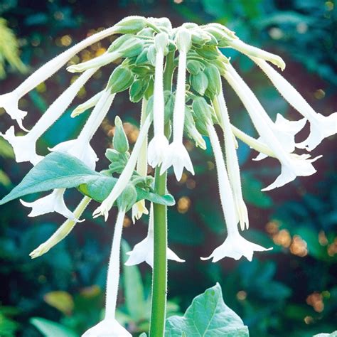 Nicotiana sylvestris flower seeds from Woolmans