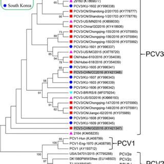 Phylogenetic Analysis Based On Complete Genome Sequences Of Pcv Pcv