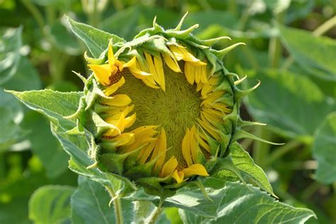 Sonnenblume Knospe Aufgehend Kostenloses Foto Auf Pixabay Pixabay