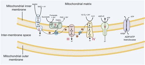 The Mitochondrial Respiratory Chain Includes Complexes Iiv And Complex