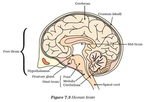 Easy Steps To Draw Human Brain Class 10 Ncert Write Down Each Step With Hand Drawn Labelled