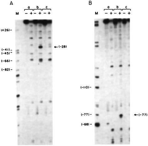 Exonuclease Iii Protection Assays For The Ep Specific Factor In Download Scientific Diagram