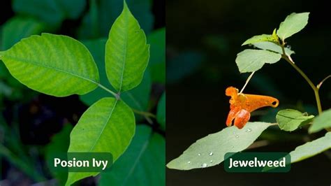 How To Identify Poison Ivy — And Jewelweed A Natural Remedy