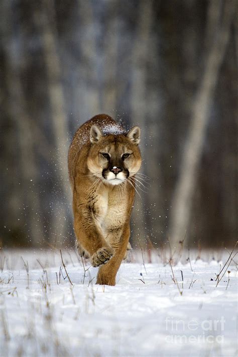 Cougar Photograph By Linda Freshwaters Arndt Fine Art America