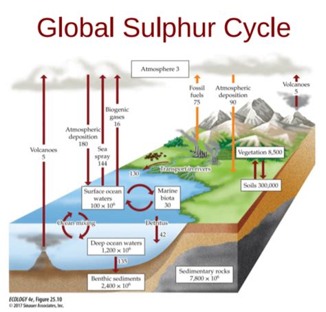 lecture 3 - sulphur cycle Flashcards | Quizlet