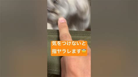 猫との遊び方（遊んでもらい方）講座🐈 Animal Cat Cute Cutecat Youtube