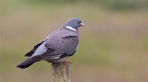 Dove E A Quali Specie Consentita La Preapertura Della Caccia