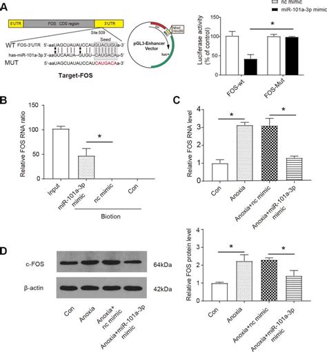 Mir 101a 3p Participates In The Regulation Of Fos Expression A