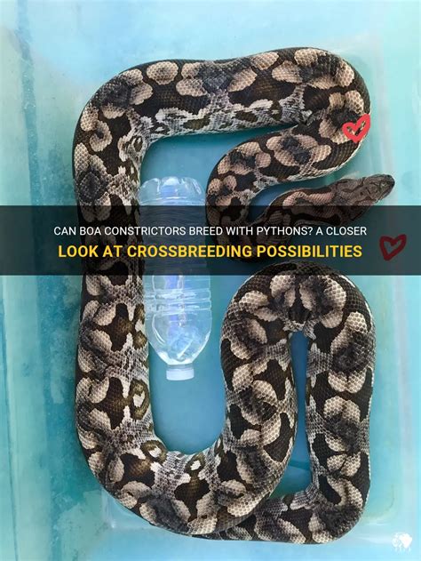 Can Boa Constrictors Breed With Pythons A Closer Look At Crossbreeding