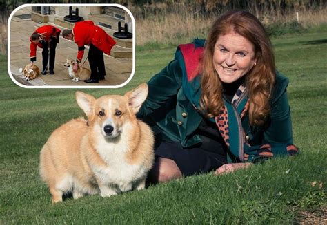 英國女王辭世月餘 柯基愛犬近照首度曝光！託付「前媳婦」照顧