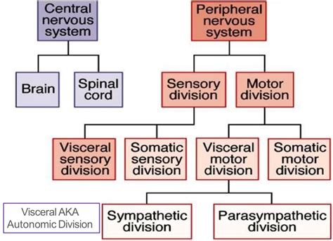 دستگاه عصبی قسمت پنجم NeuroSono