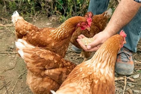 Premium Photo Man Feeding Hens From Hand In The Farm Freegrazing