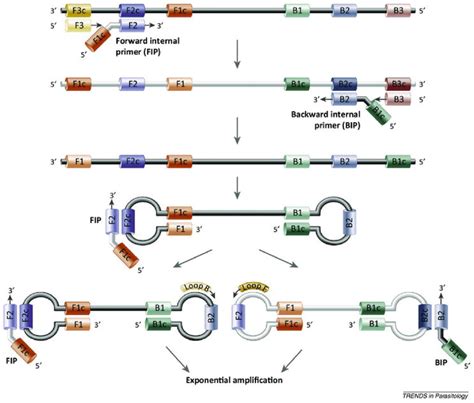 Histoplasma Capsulatum And Histoplasmosis Current Concept For The Diagnosis Intechopen