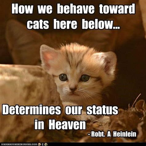 Quotes About Cats And Heaven Quotesgram