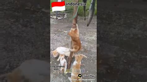 Kucing Tang Kap Ikan YouTube