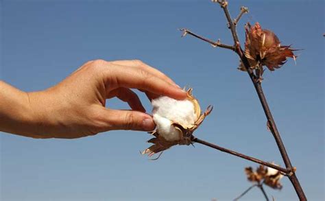 Période de récolte du coton apprenez quand récolter le coton cultivé