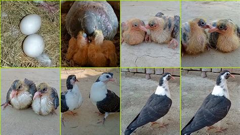 Day To Day Pigeon Growth 1 To 32 Days Progress Pigeons Pigeons