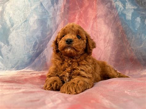 Dark Red Cockapoos For Sale Iowa S Top Cockapoo Breeder