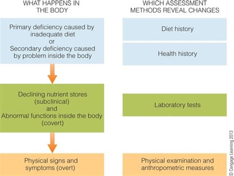 Understanding Nutrition Chapter Flashcards Quizlet