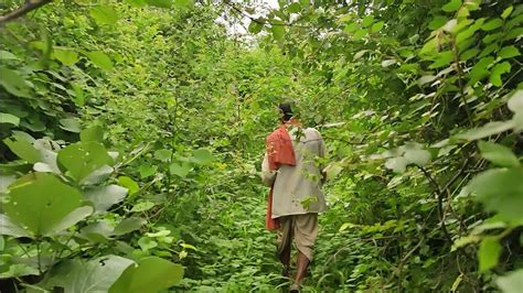 एमजन स घन जगल Forest guard Sunil kushwah YouTube