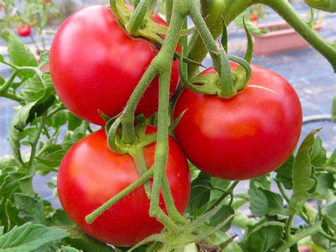 トマトの収穫の時期はタイミングの見分け方収穫方法や保存方法も 食生活研究所 食ラボ