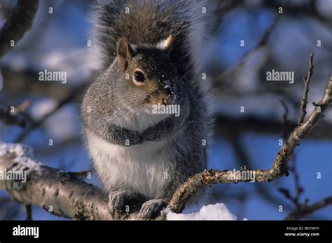 Ardilla gris oriental Sciurus carolinensis Fotografía de stock Alamy