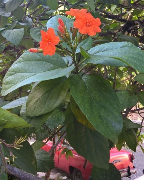 Auf Kuba blühen so schöne Blumen gibt es hier nur im Botanischen Garten