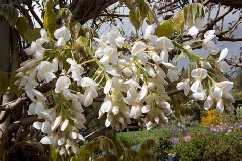 17 of the Best Wisteria Varieties | Gardener’s Path