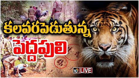 Live మూడు జిల్లాల ప్రజలను హడలెత్తిస్తున్న పులి Tiger Hulchul In