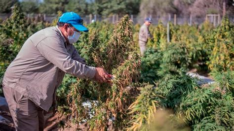 El Gobierno Reglamentó La Ley De Cannabis Qué Se Podrá Producir Y