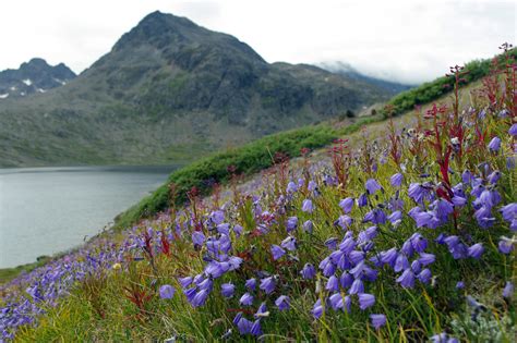 Arctic Flowers