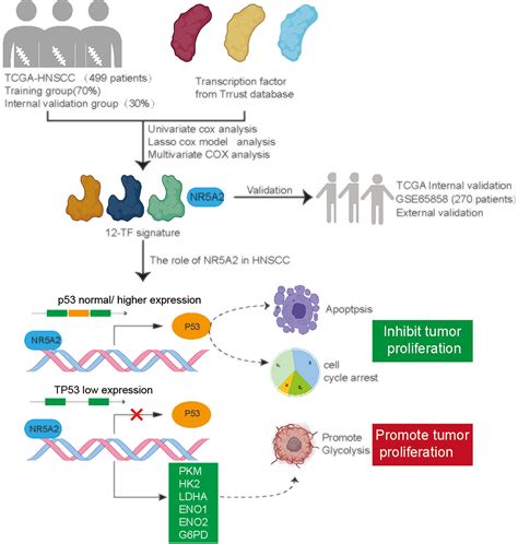 Frontiers Nr A Is One Of Transcription Factors Predicting