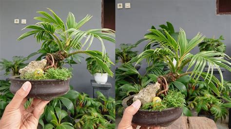 Bonsai Kelapa Mini Mame Perawatan Daun Dan Batang Youtube