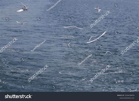 Bird Flock Flying Over Water Over 8554 Royalty Free Licensable Stock