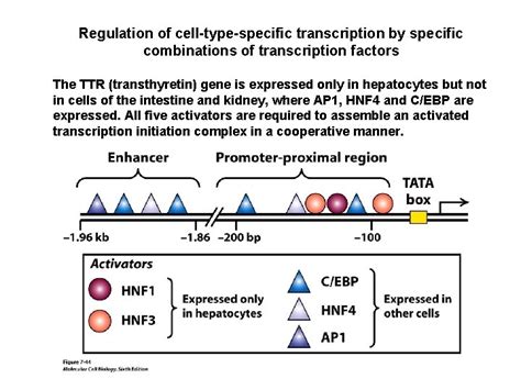 Eukaryotic Transcriptional Control Major Considerations Interplay Among