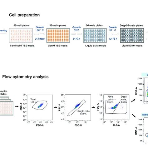 Workflow Of High Throughput Cell Preparation And Flow Cytometry