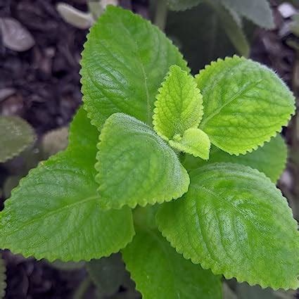 Tienes Un Gran Tesoro En Casa Si Tienes Esta Planta Salud