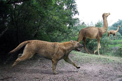 Epicyon Haydeni The Bone Crushing Dog Chasing Aepycamelus On The