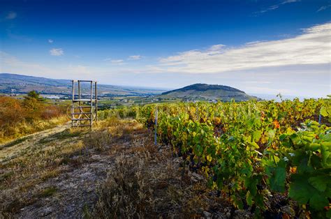 Photos Vue Sur Le Mont Brouilly Et Les Vignes Du Beaujolais France