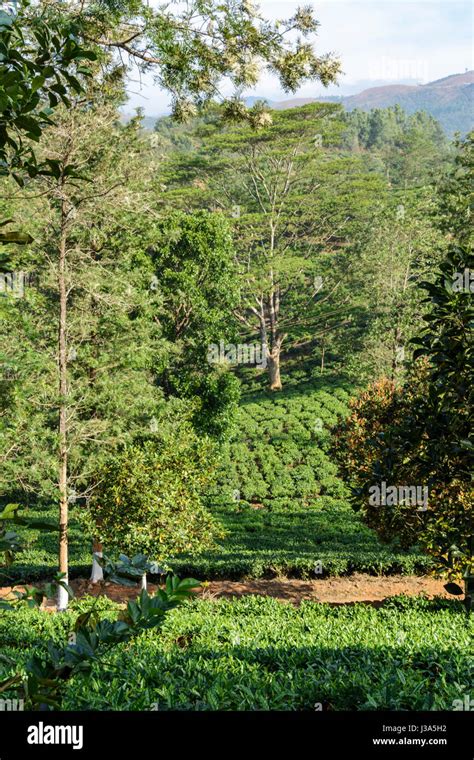 Tea Plantation At Parisons Plantation Estate Thalappuzha Wayanad