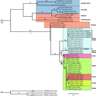 Maximum Likelihood Tree Showing Relationships Among The Octopus