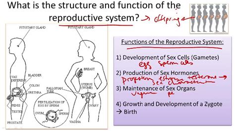 Reproduction And Human Development Ck 12 Foundation