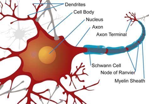 Nerve Cells Read Biology Ck 12 Foundation