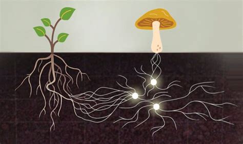 Les Mycorhizes Entre Symbiose V G Tale Et Quilibre Cologique