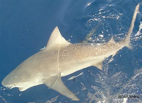 Datos De Tiburón Sarda Dieta Hábitat E Imágenes En Animaliabio