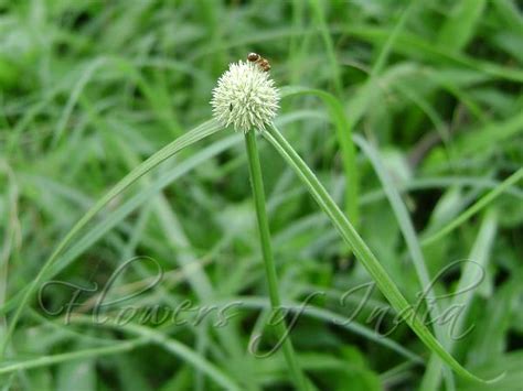 Cyperus Mindorensis White Water Sedge