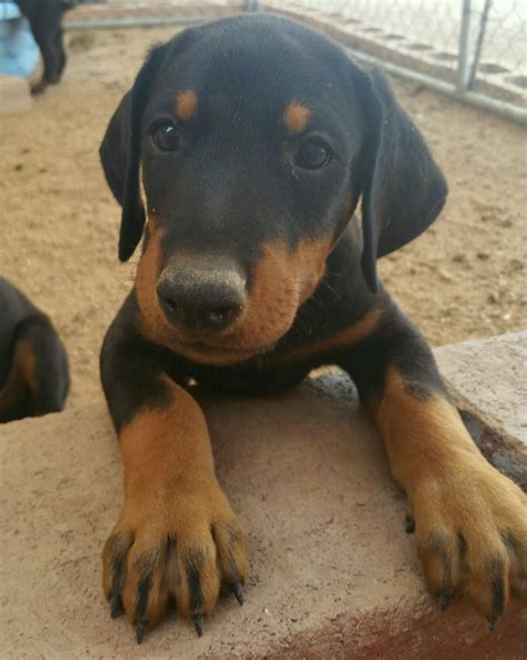 Doberman Pinscher Puppies For Sale Tucson AZ 221943